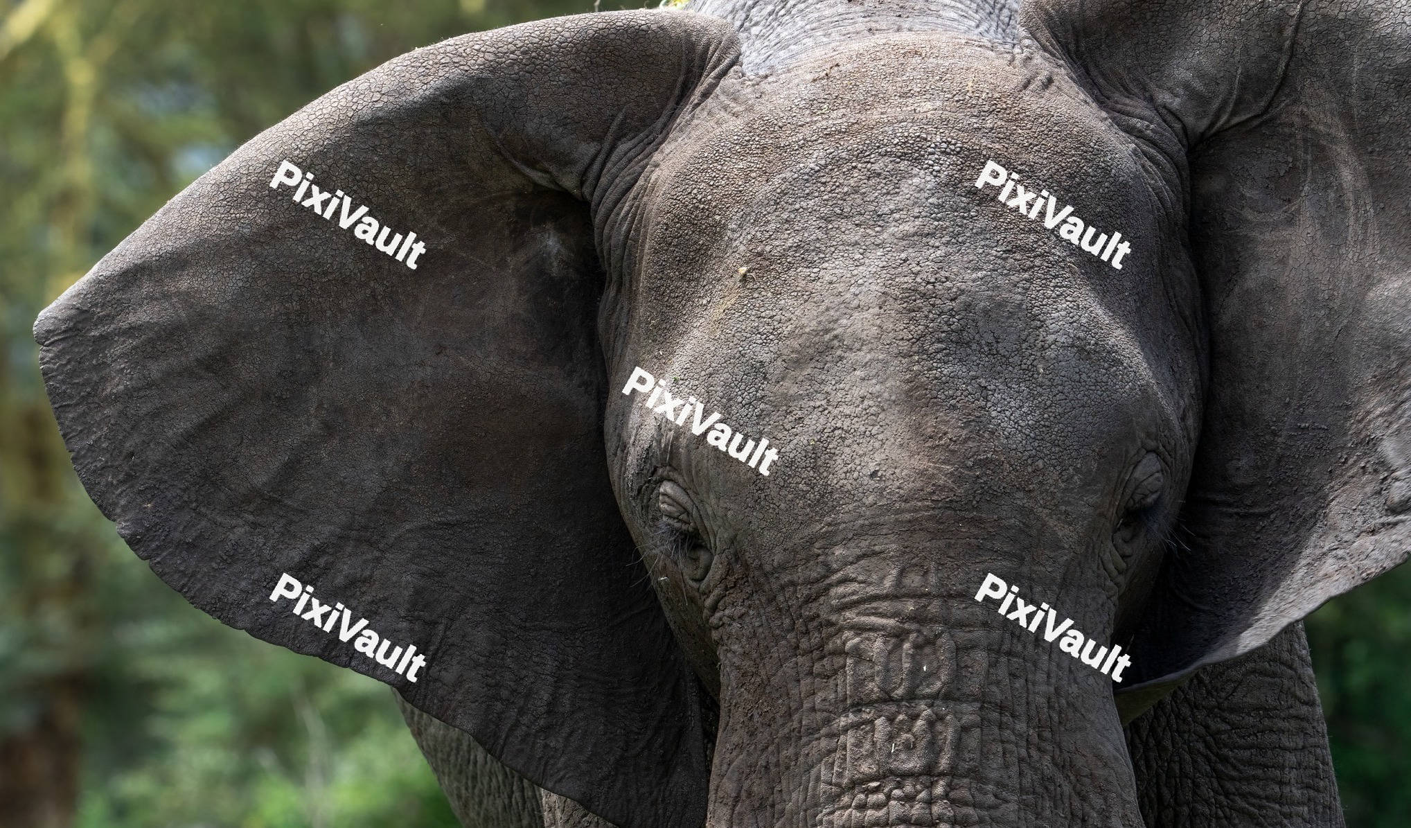 African bush Elephant